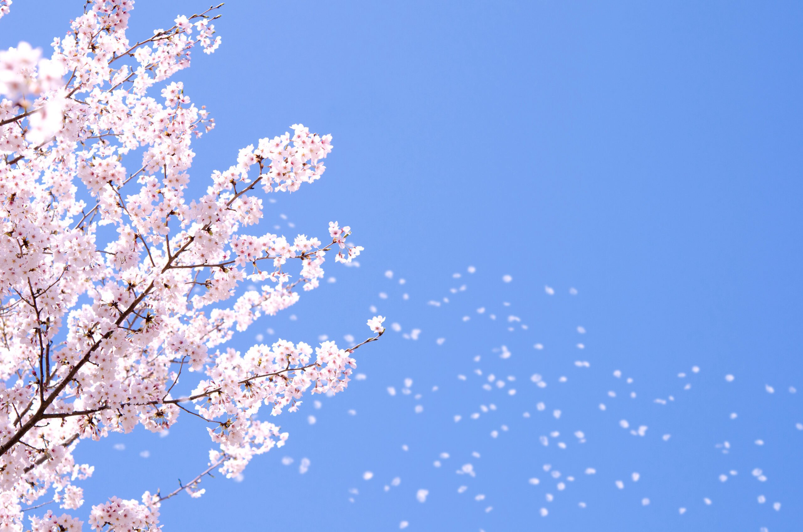 桜吹雪