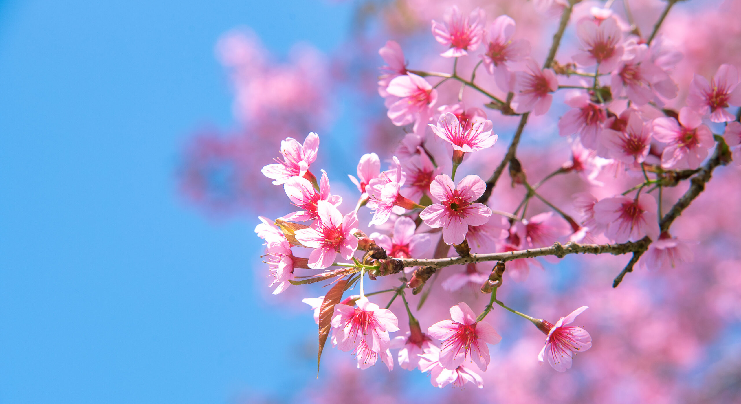 桜 イベント 道路使用許可